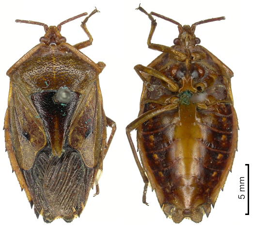 Agapophyta astridae female