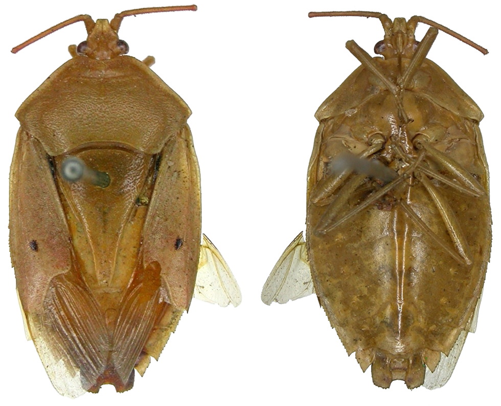 Agapophyta bipunctata LT ♀︎