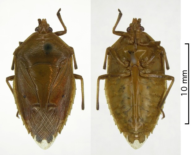 Agapophyta boschmai female