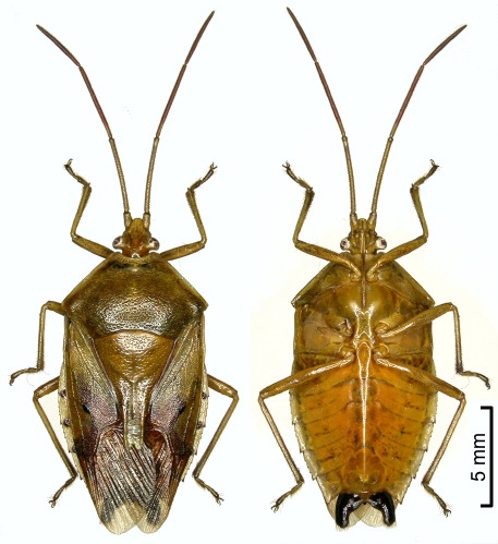 A. similis male