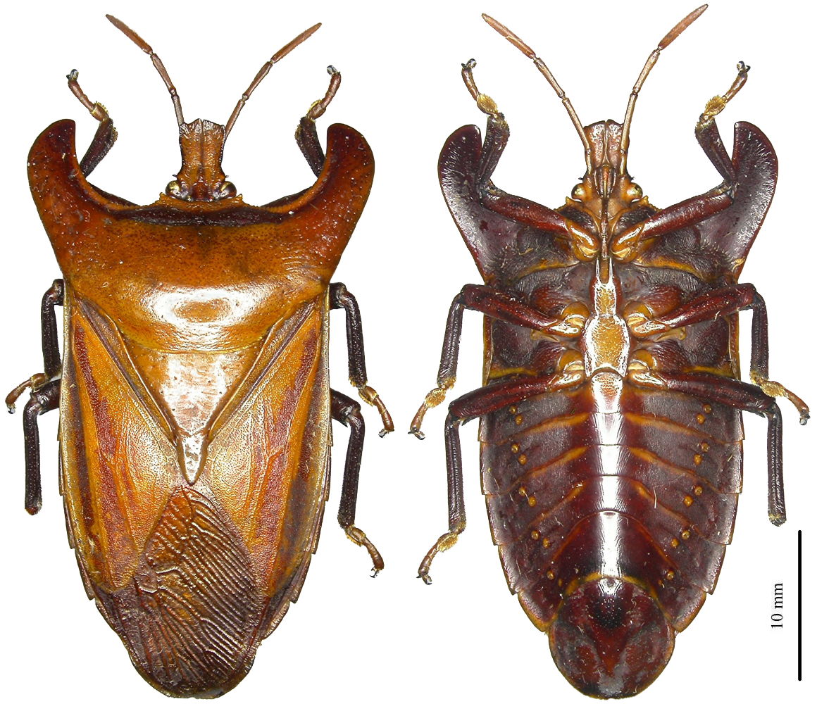 A. dogueti holotype ♂︎