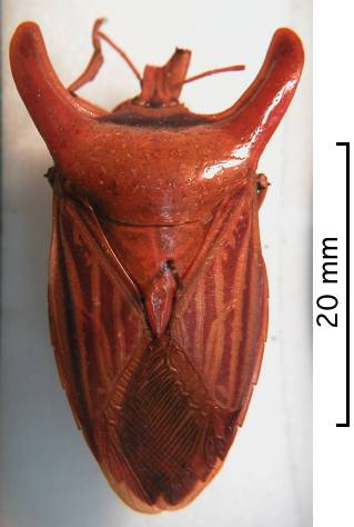 Amissus nitidus female