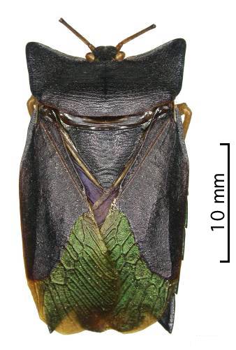 Asiarcha nigridorsis male