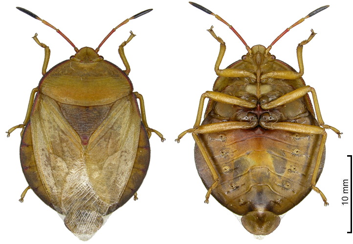 C.vicina ♂︎