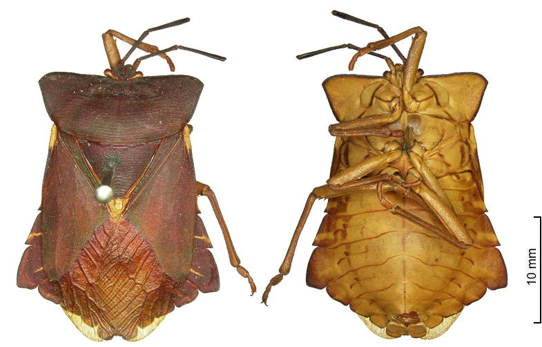 Dalcantha stalii Vollenhoven, 1866 female
