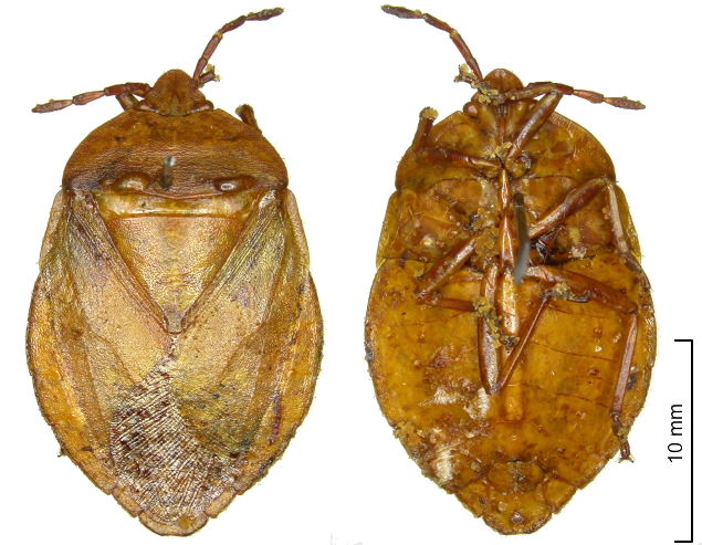 Tessaratomidae Empysarus depressus female