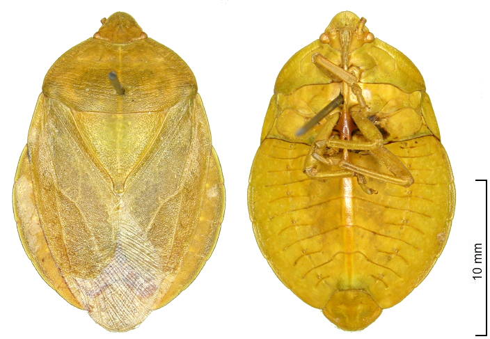 Tessaratomidae Empysarus depressus male