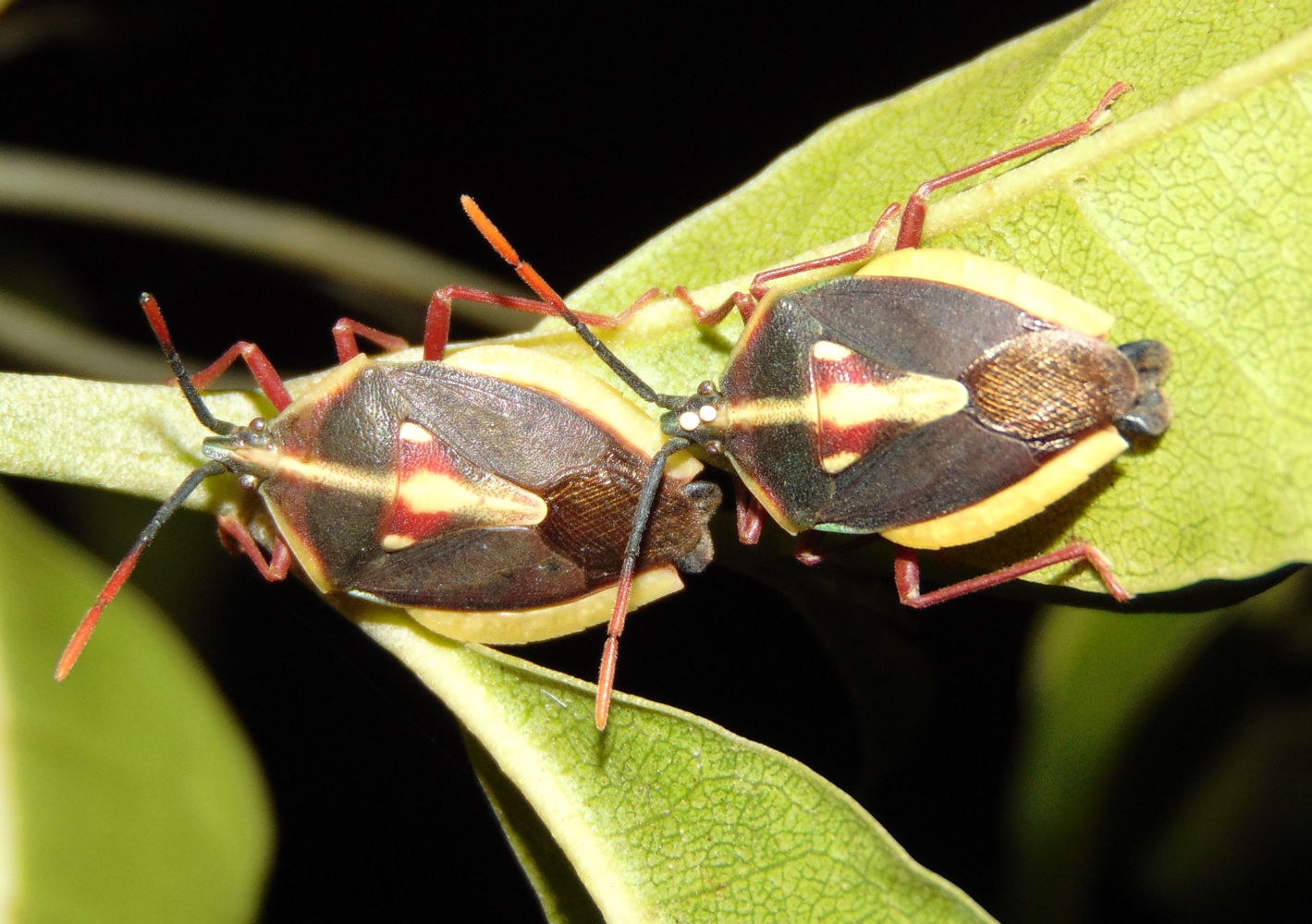 E.longitudinalis