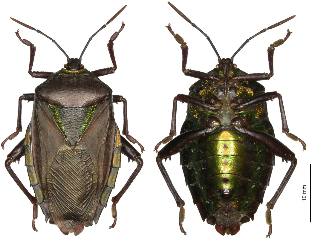 E.validus
          ♀︎