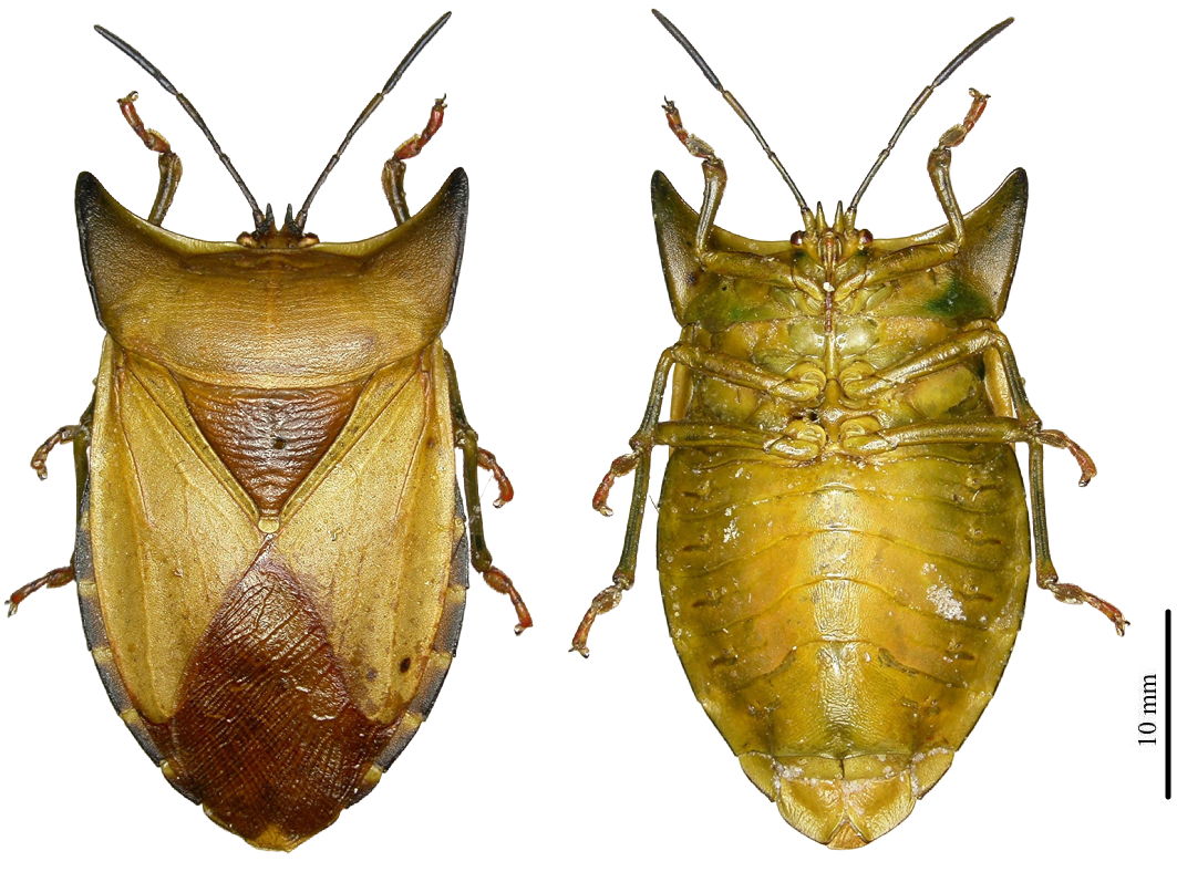Tessaratomidae: E. bicornis female