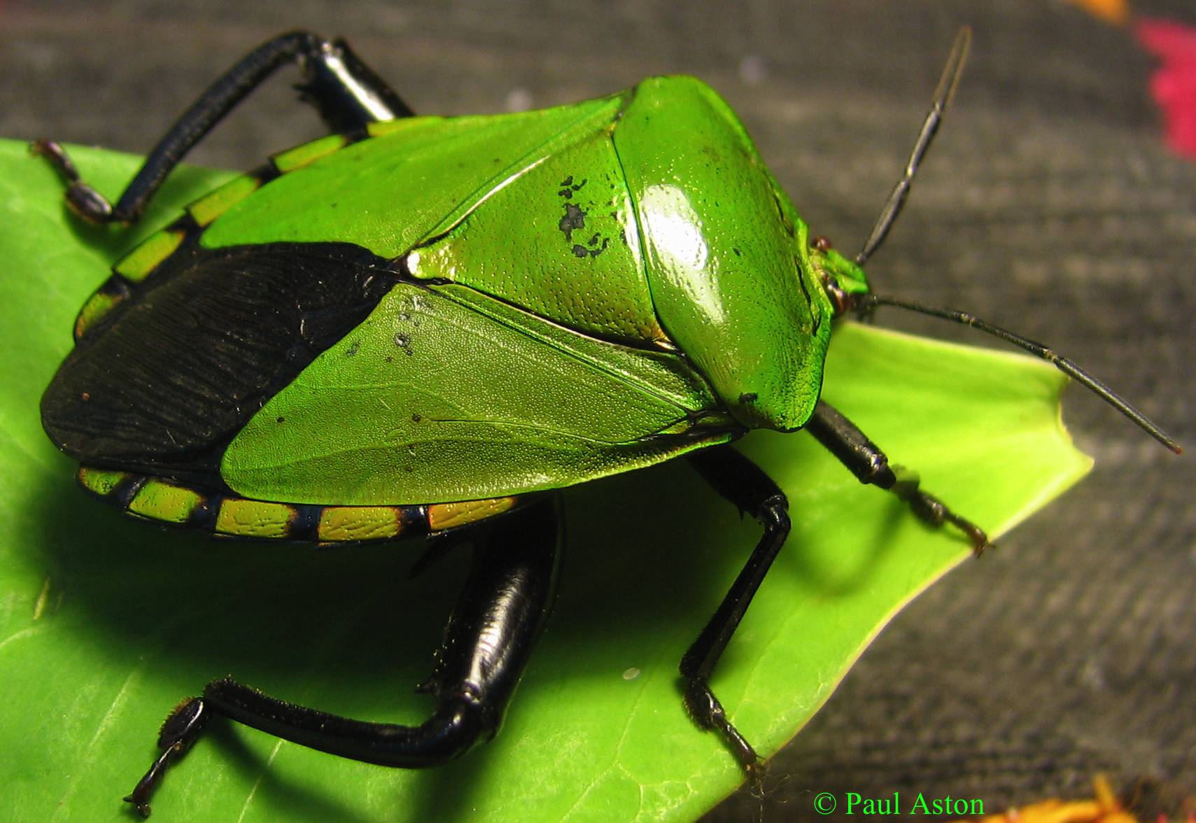 E. brinae in vivo