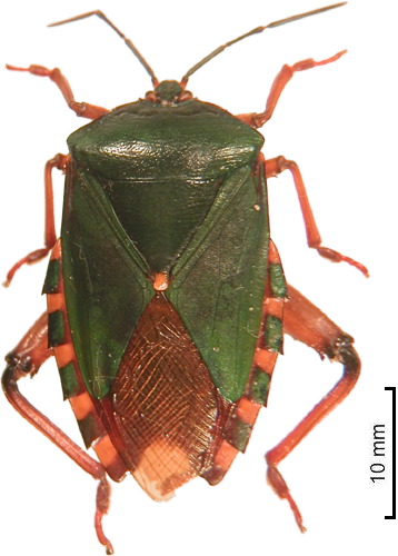 Eusthenes femoralis male