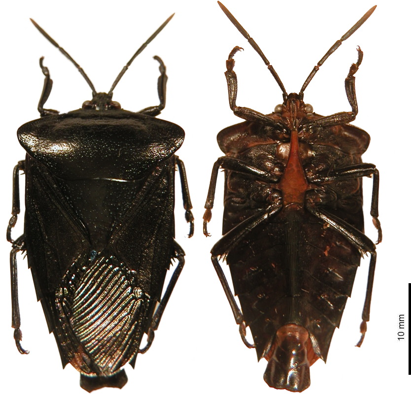 Hypencha luctuosa male