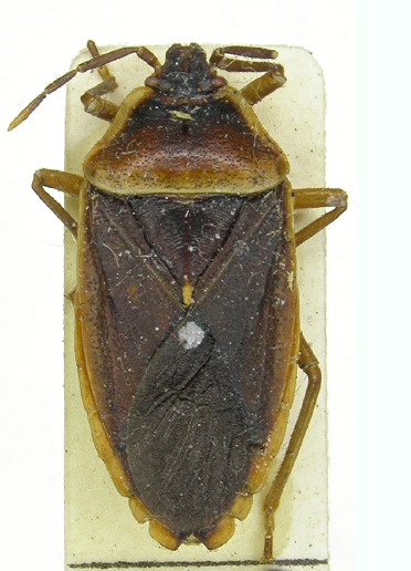 Ipamu schoutedeni ♂︎