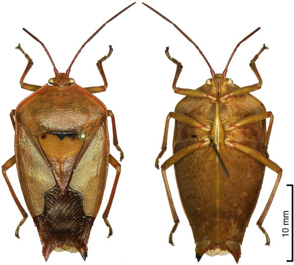 Tessaratomidae Lyramorpha impar female