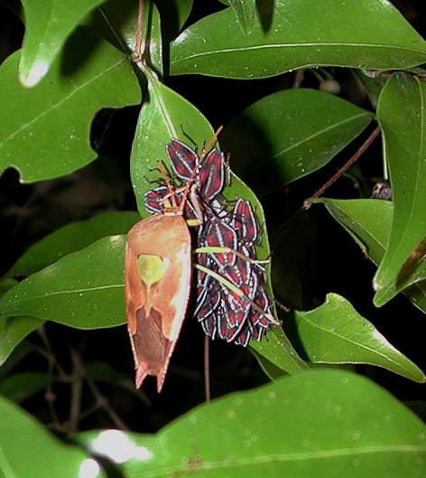 Lyramorpha parens Breddin, 1900