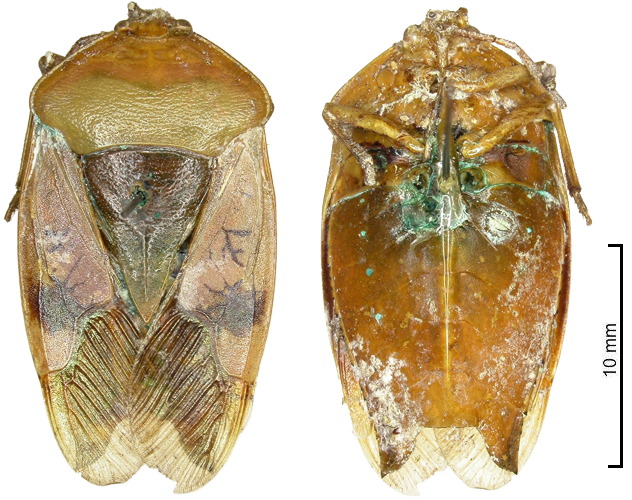 Lyramorpha diluta male