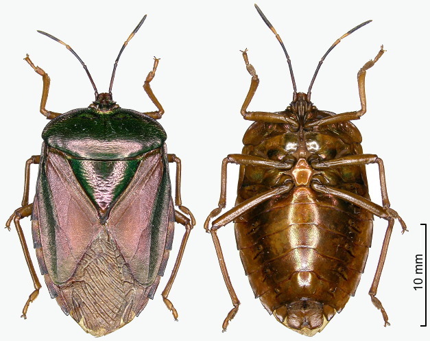 Mattiphus jaspideus female