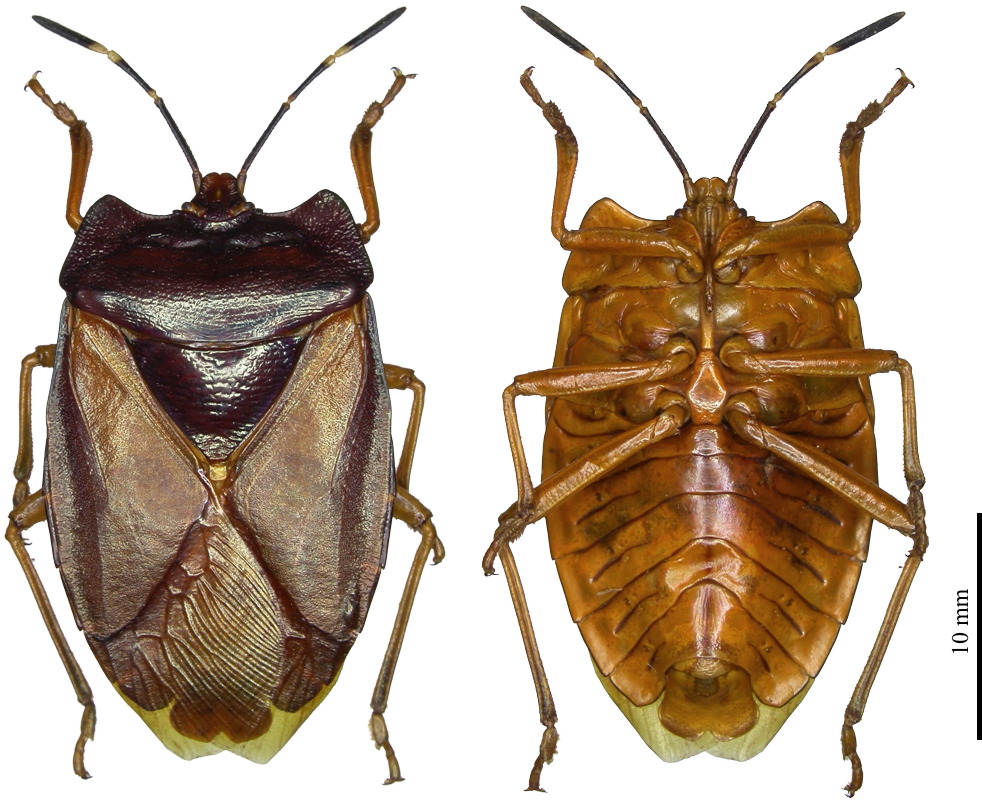 Mattiphus laticollis male