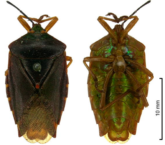 Tessaratomidae Mattiphus minutus male
