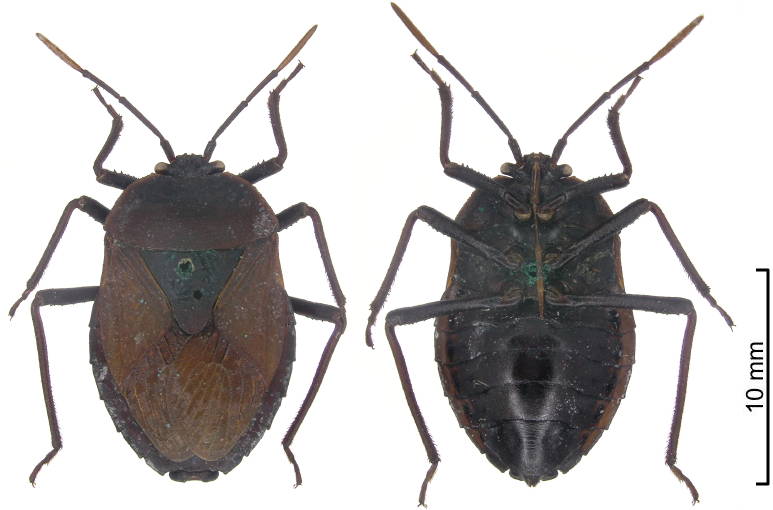 M. karschi female