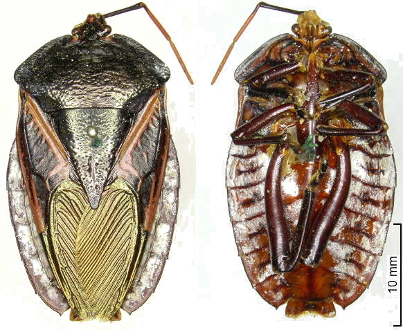 Tessaratomidae Oncomeris vicina male