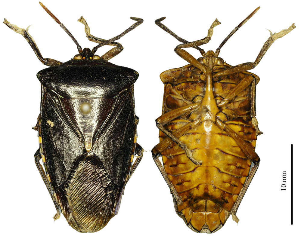 O.ophthalmica.sumaterensis ♀︎