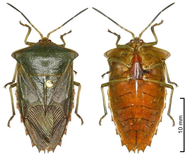 P. subulatum female