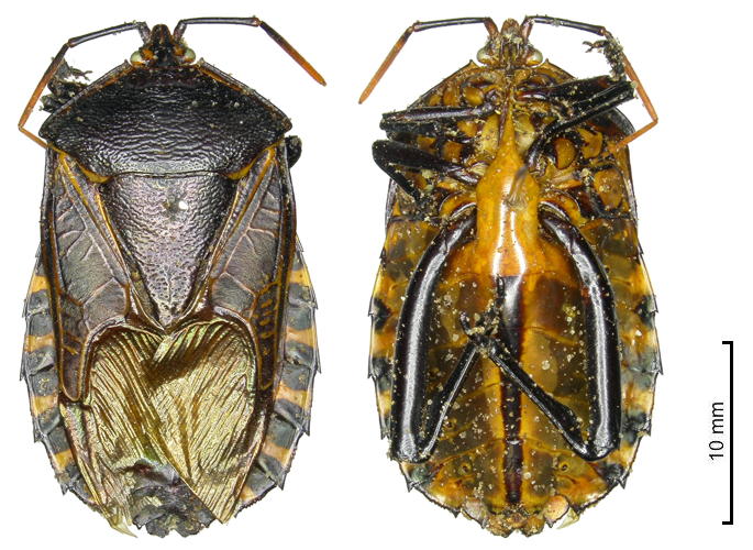 Plisthenes australis ♀︎