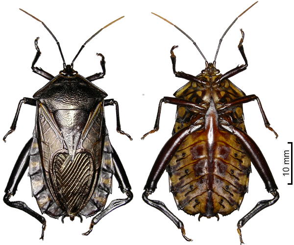 Plisthenes merianae male