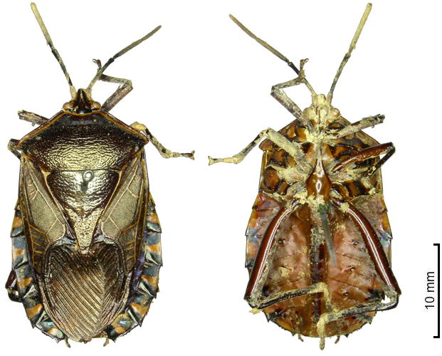 Plisthenes moluccanus female
