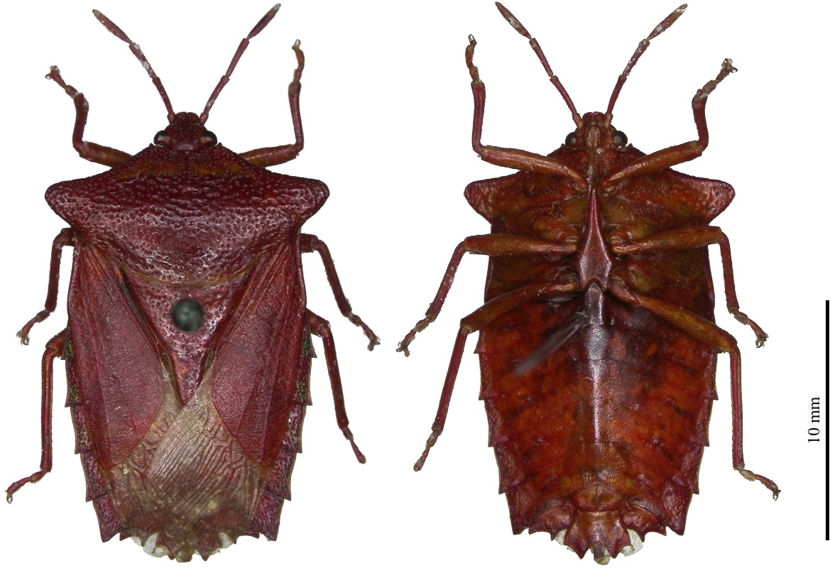 Pygoplatys auropunctatus ♀︎