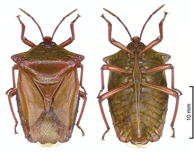 P. haedulus male