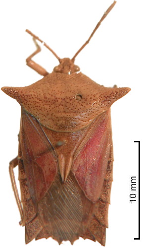 Pygoplatys ingenuus female
