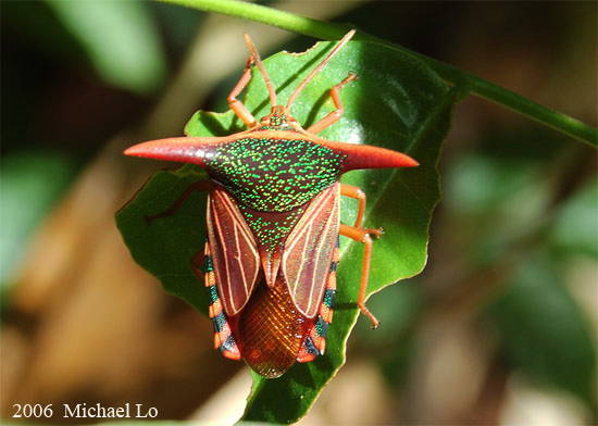 Tessaratomidae : P. lancifer ♂︎ live