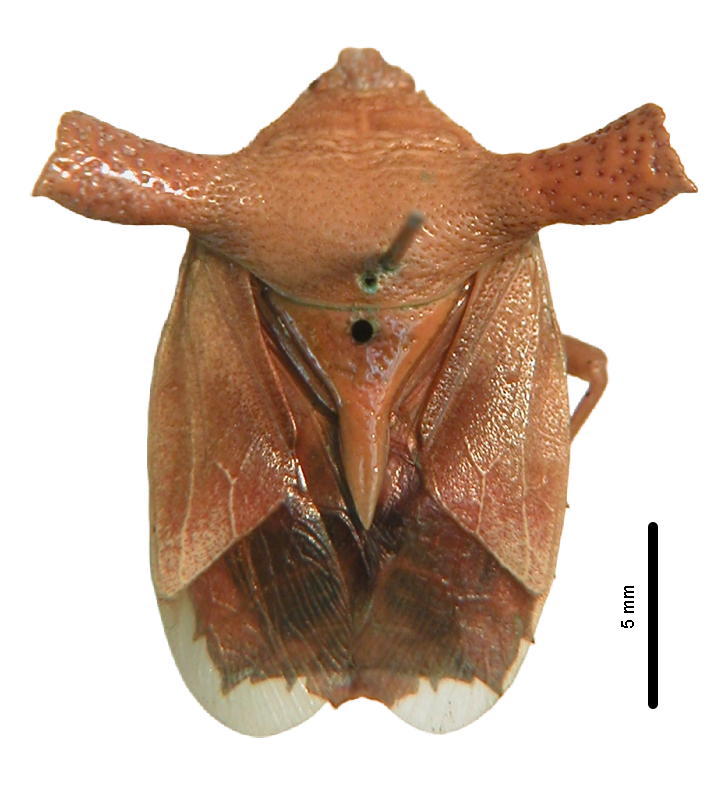 P.merinjakensiis holotype