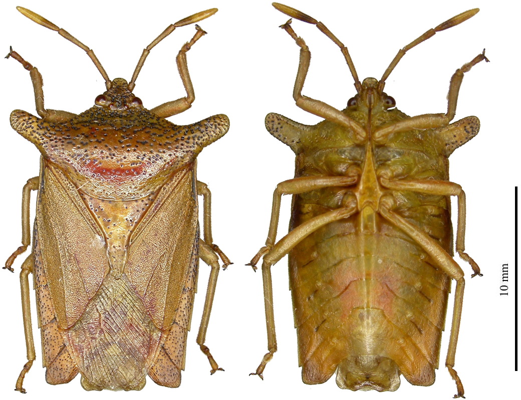 Pygoplatys montanus male