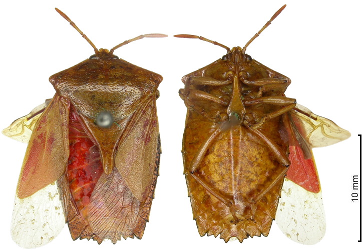 Pygoplatys rosulentus female