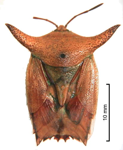 P. tauriformis female