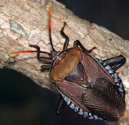 R. australasiae in the wild