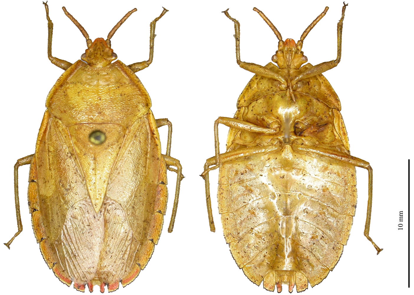 S. linnavuorii holotype ♀︎