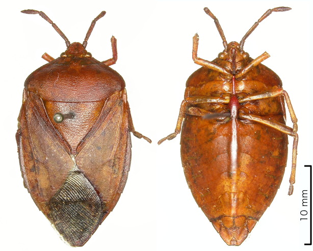 S. contractum female