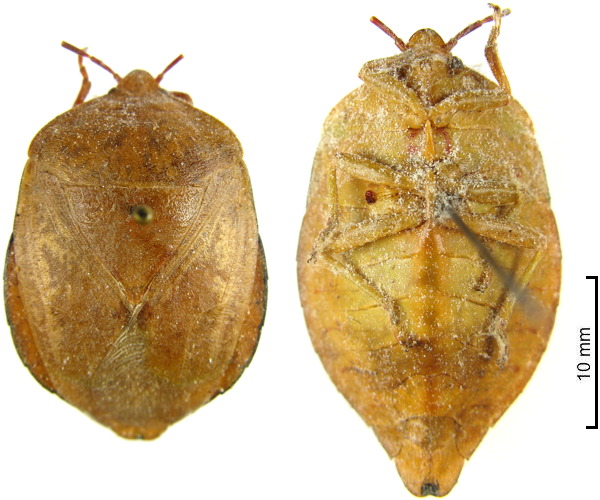 Selenymenum piriforme female