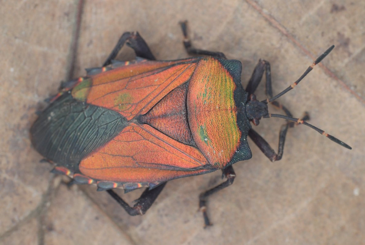 S.celebensis ♀︎ field specimen;