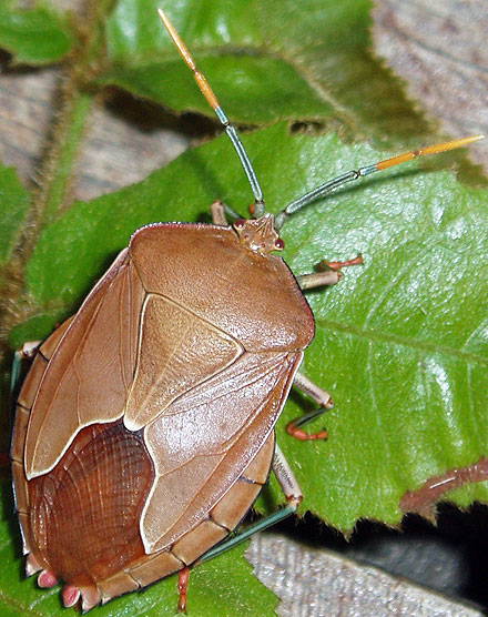 Tessaratomidae : S. stilida ♀︎ in the wild