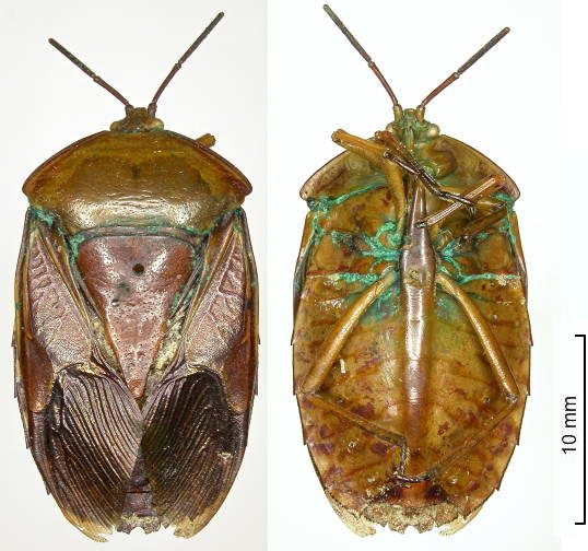 Tessaratomidae Tamolia ramifera type