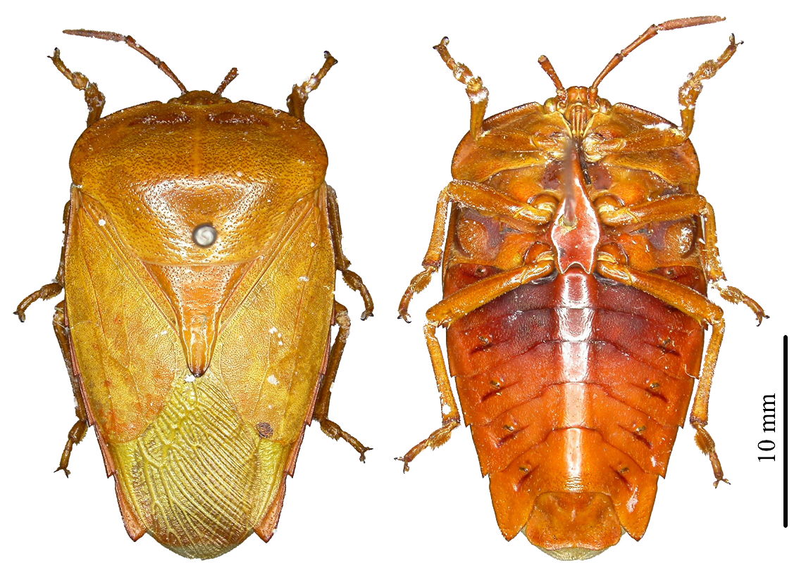 Tessaratoma conspersa ♂︎