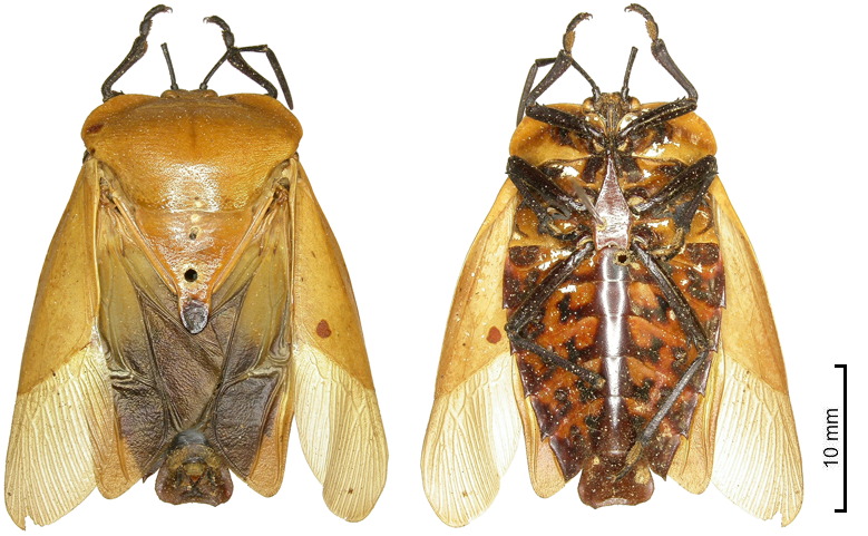 Tessaratoma nigripes ♂︎