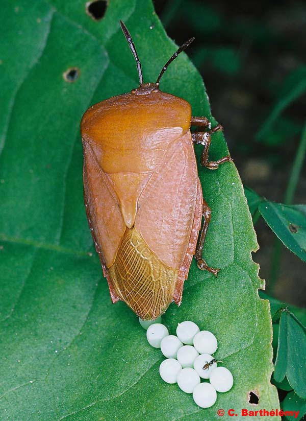 Tessaratoma papillosa ♀︎