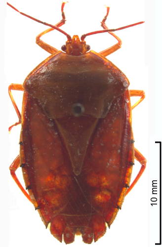 T. darlingtoni female